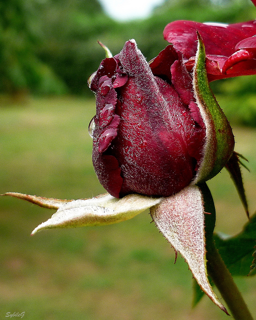 Bouton de Rose