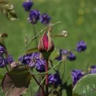 BOUTON DE ROSE DE MON VERGER