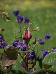 BOUTON DE ROSE DE MON VERGER