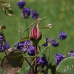 BOUTON DE ROSE DE MON VERGER