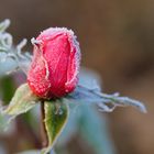 Bouton de rose givré