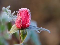 Bouton de rose givré