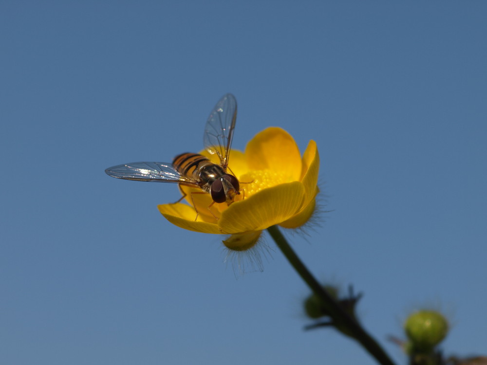 Bouton d'or