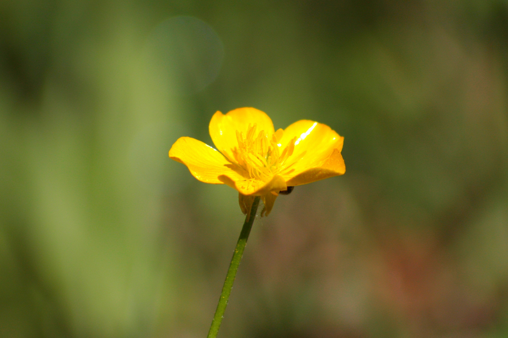 bouton d'or