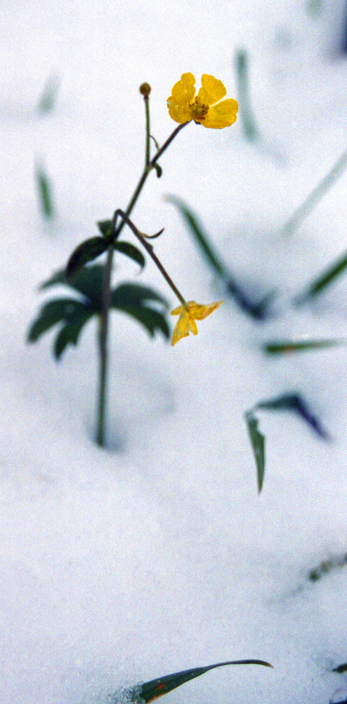 bouton d'or dans son manteau neigeux