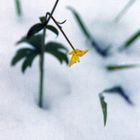 bouton d'or dans son manteau neigeux