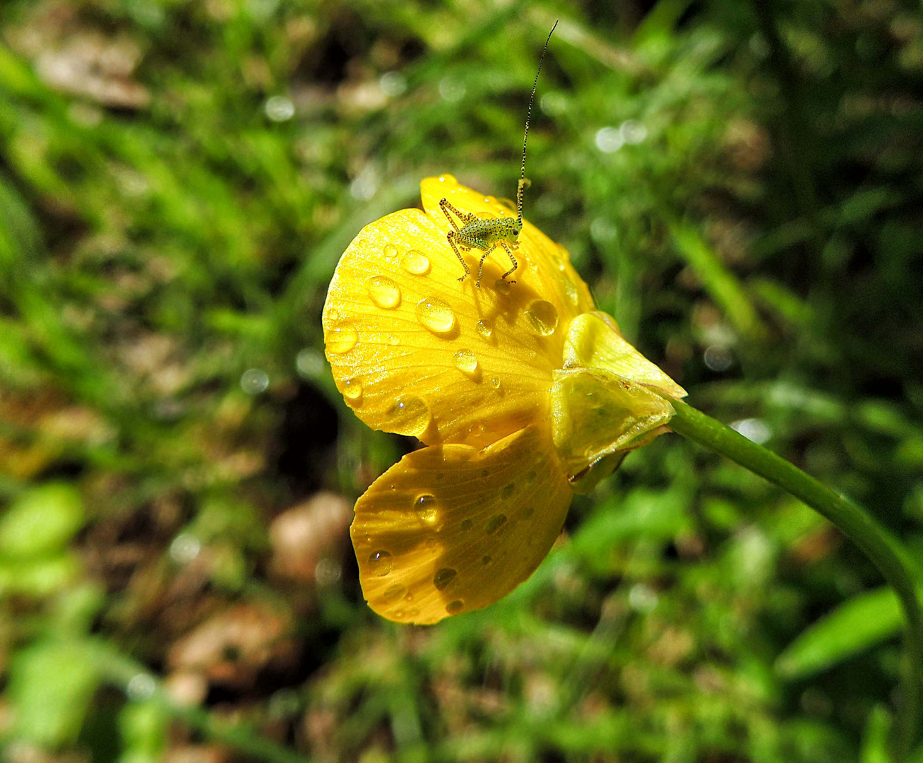 Bouton d'or et son hôte