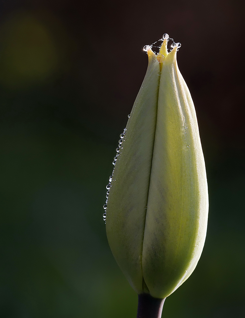 Bouton floral de tulipe ornementé par des gouttes de rosée.