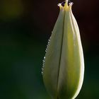 Bouton floral de tulipe ornementé par des gouttes de rosée.