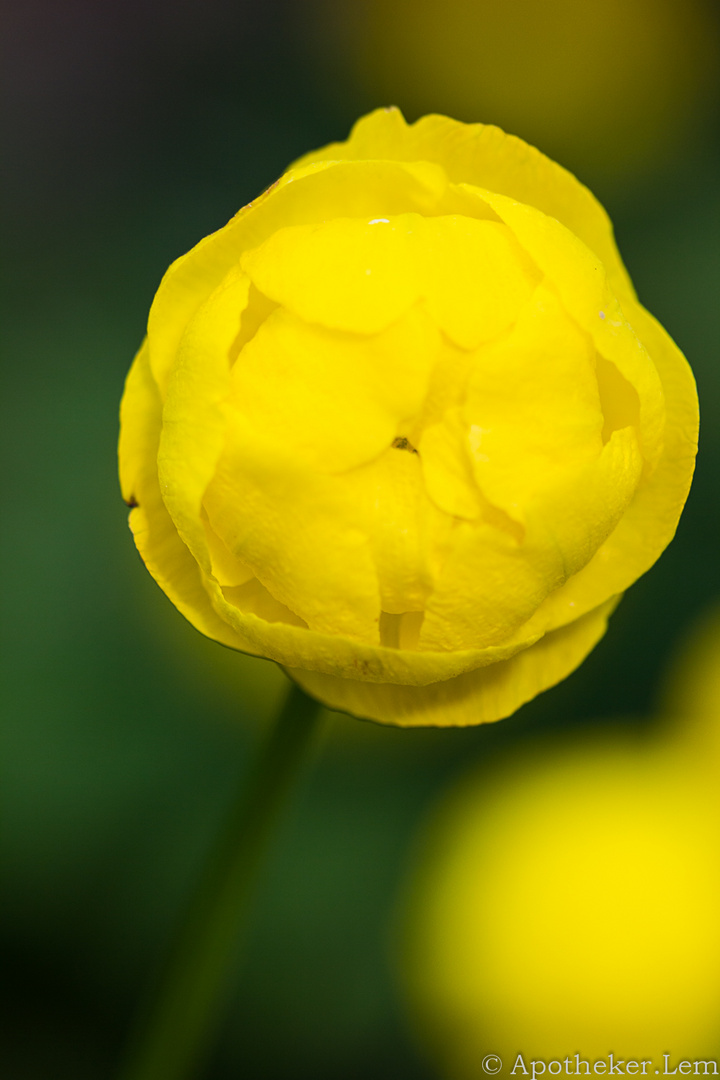 Bouton jaune