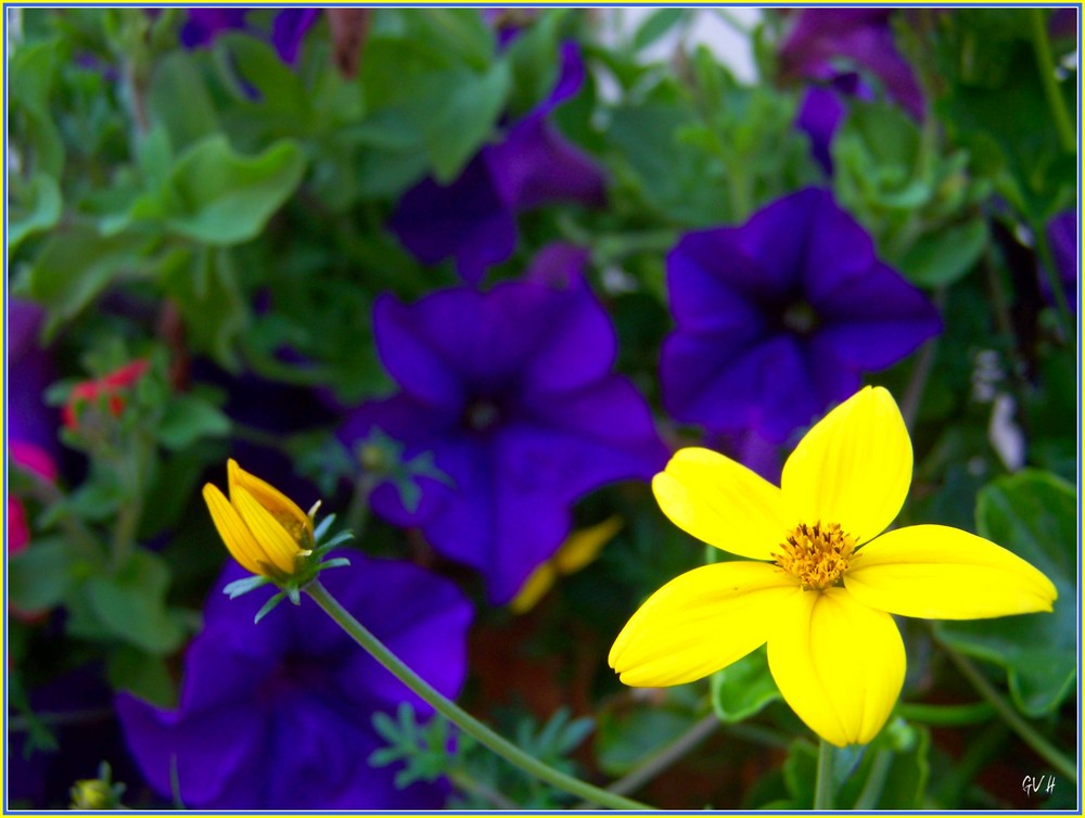 bouton jaune