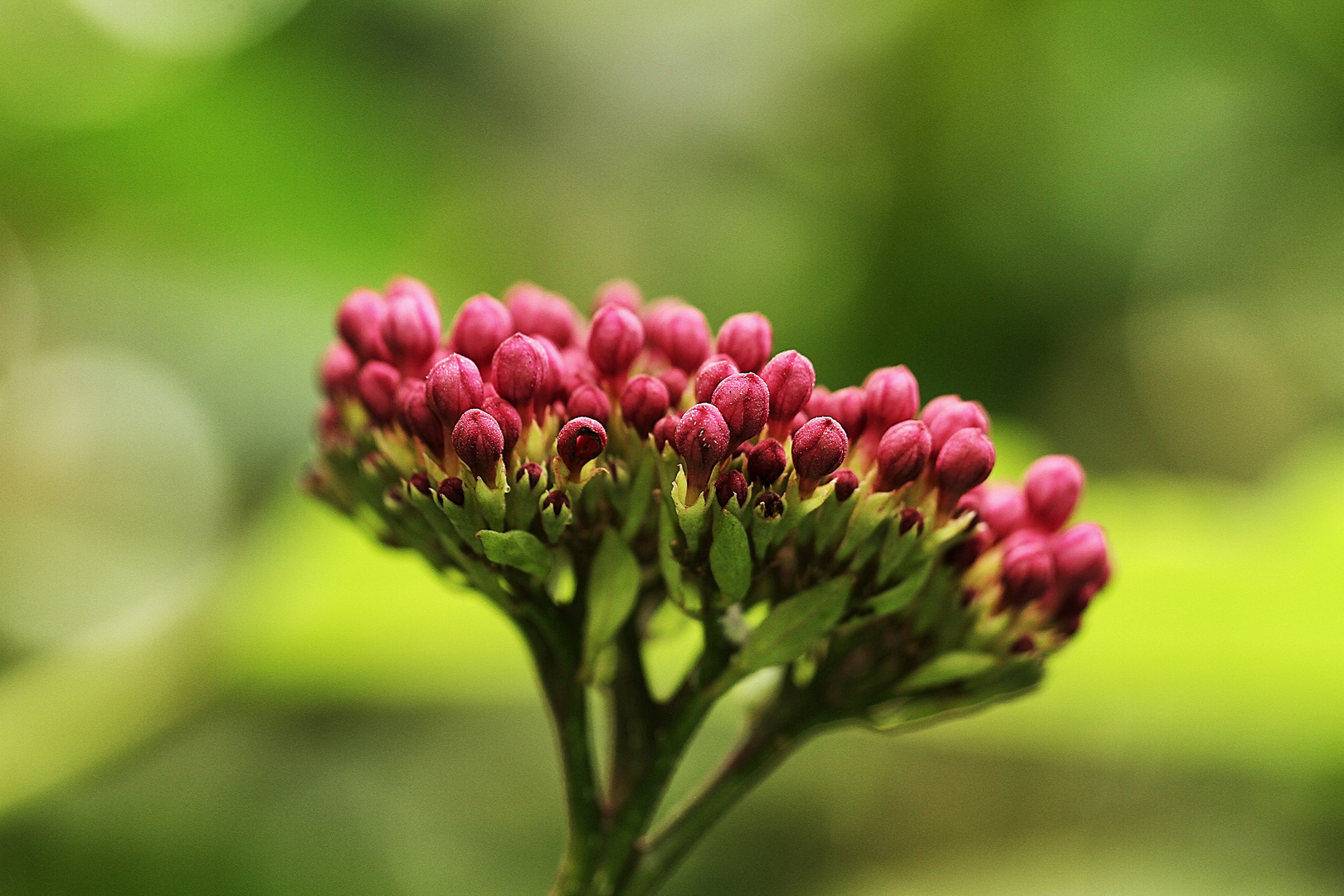 boutons de fleurs !