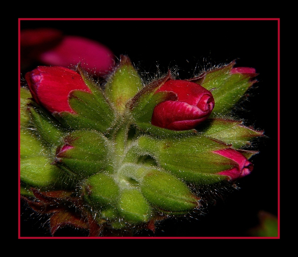 " Boutons de géranium "