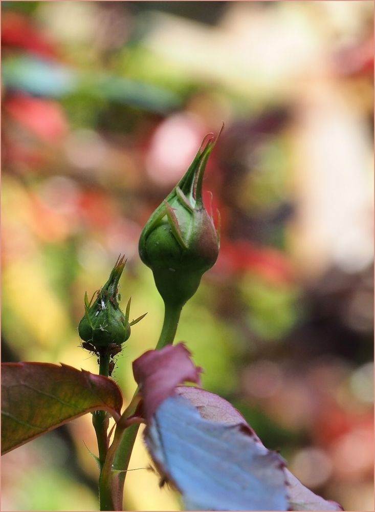 Boutons de roses et pucerons