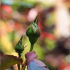 Boutons de roses et pucerons