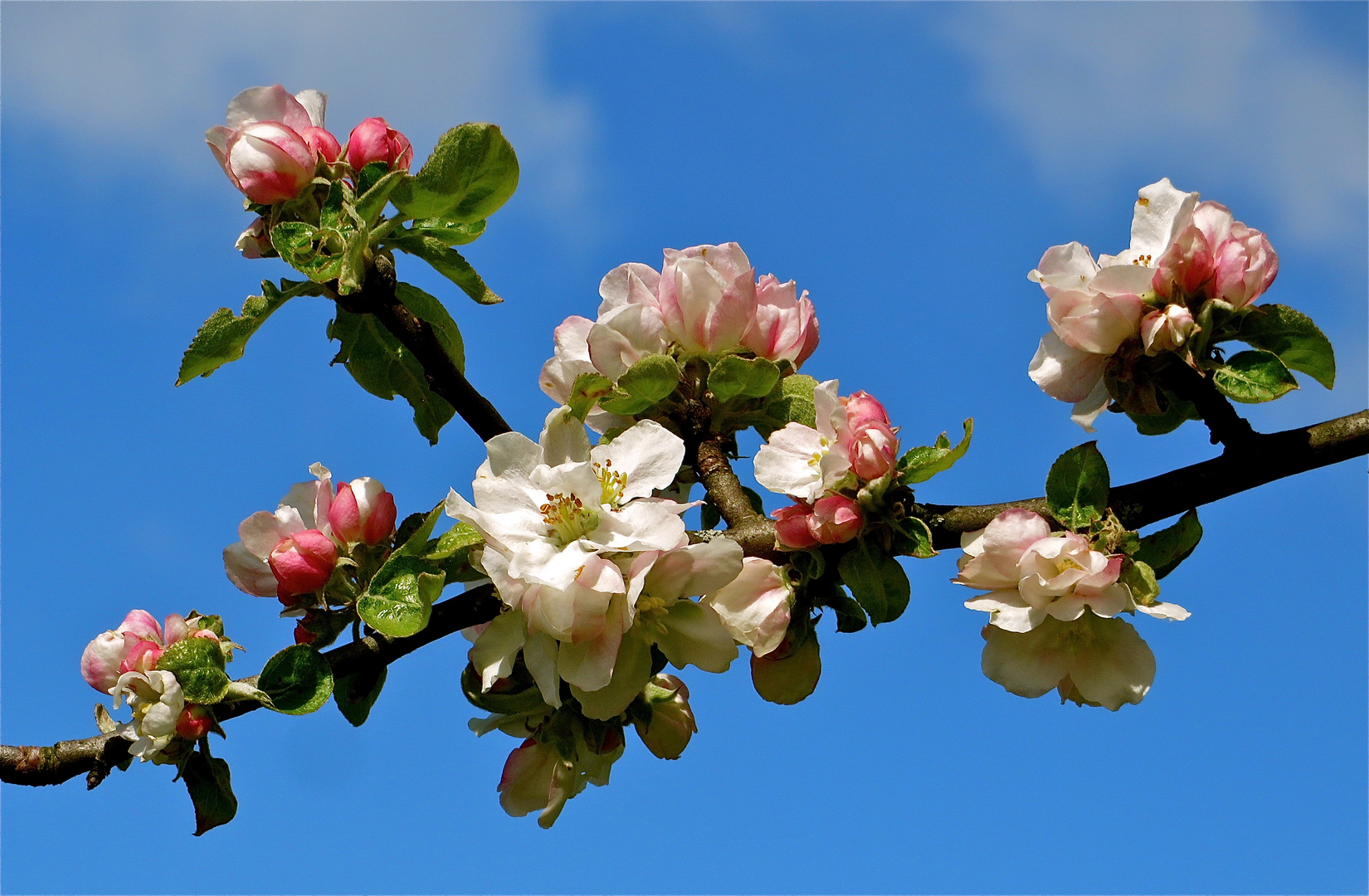 ...boutons des pommes !!!...