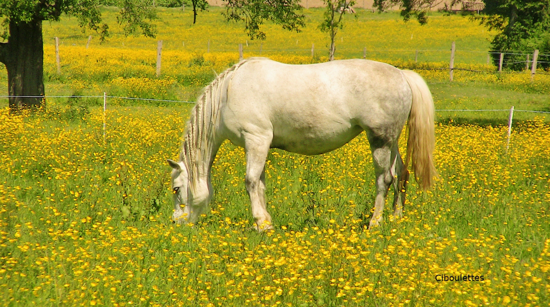   boutons d'or à perte de vue