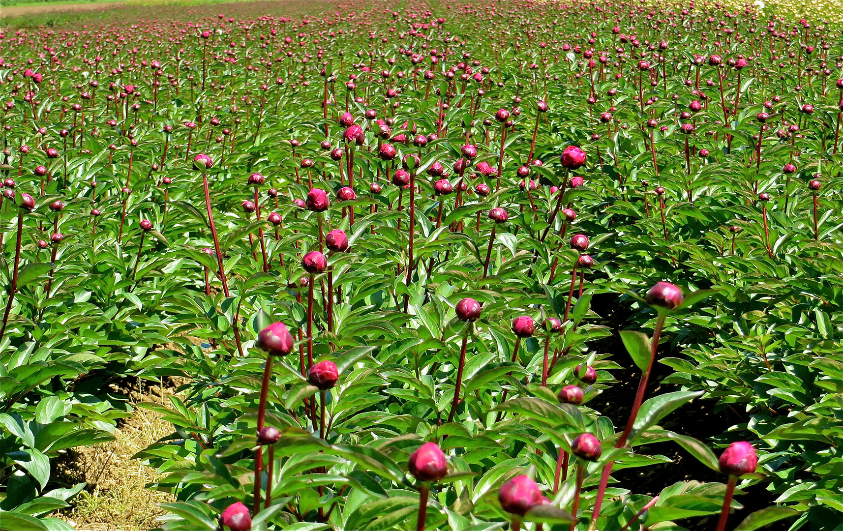 ... boutons les pivoines !!!...