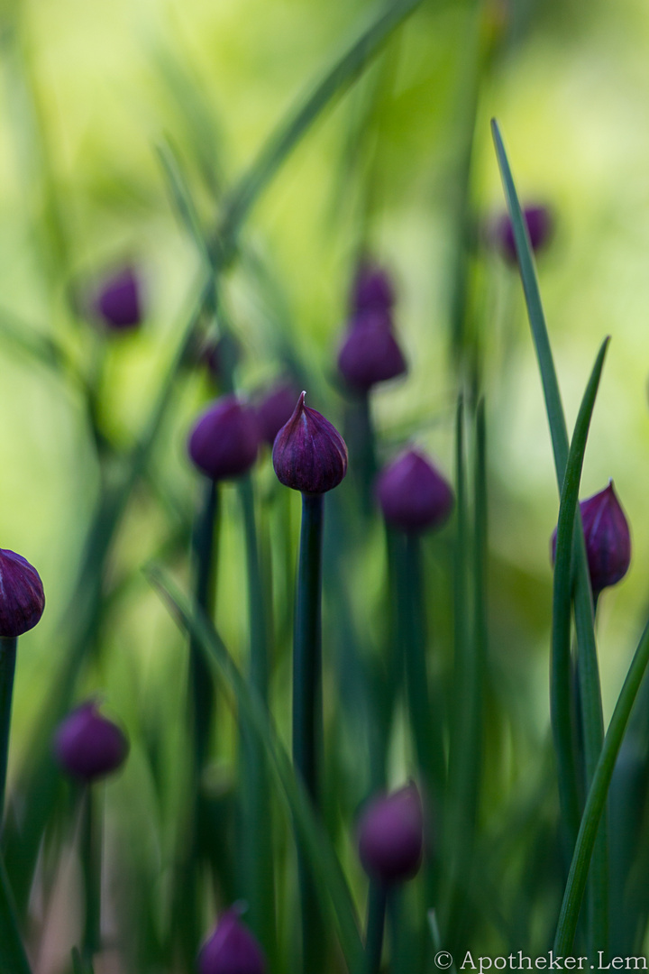 Boutons violets