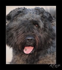 Bouvier de Flandres