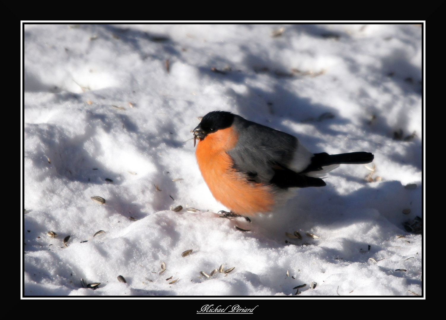 bouvreuil Pivoine Male