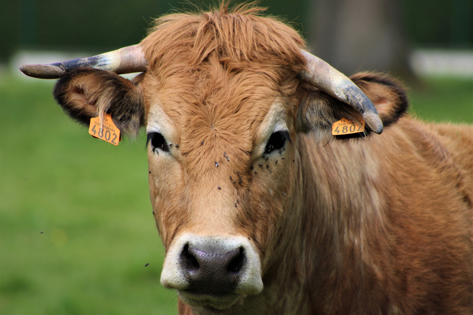 Bovin d'Aubrac photo et image animaux, animaux domestiques, les