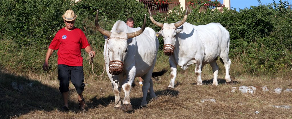 Bovino istriano