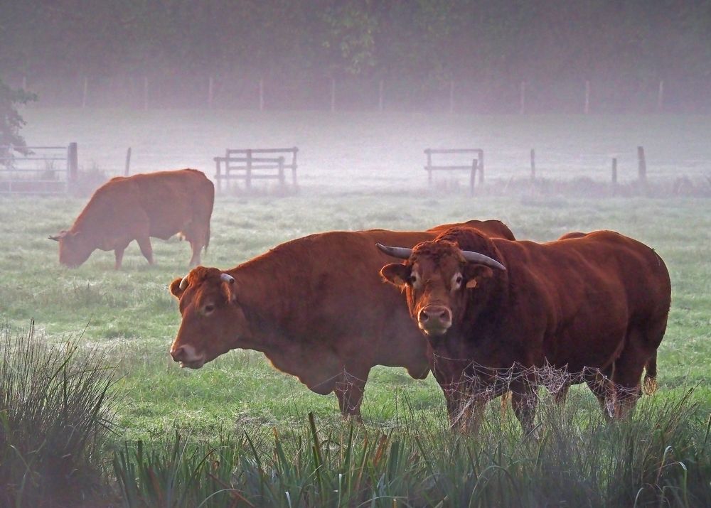 Bovins dans la brume