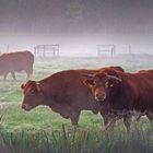 Bovins dans la brume