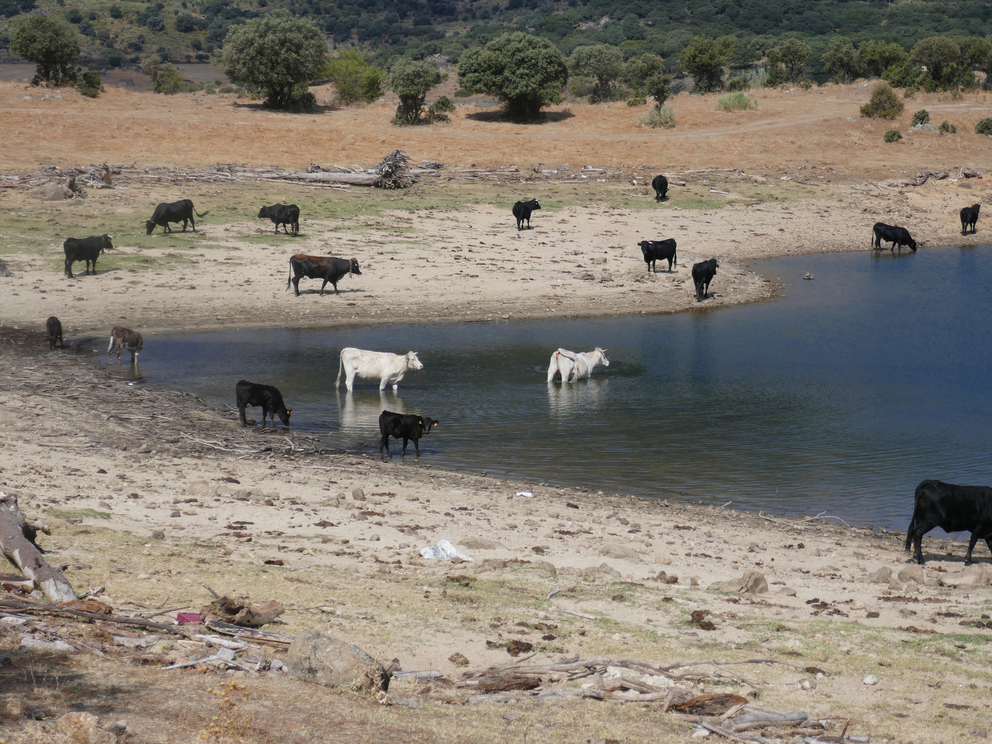 Bovins de paturage - Valle de Jerte 