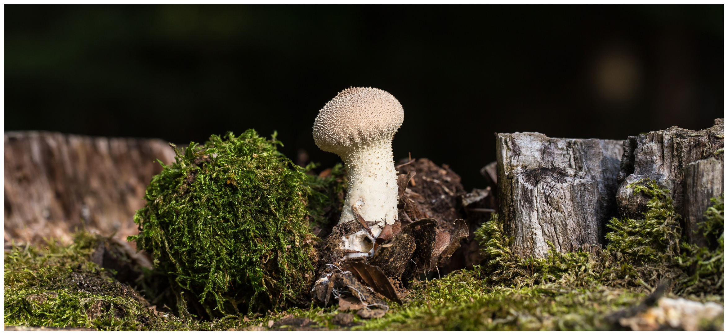 Bovist Foto & Bild wald, natur, pilz Bilder auf