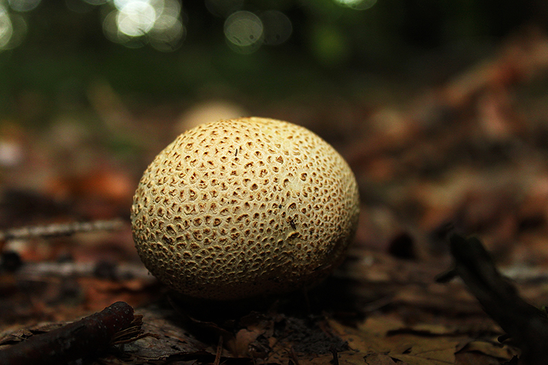 Bovist alias Tretmine naturalis