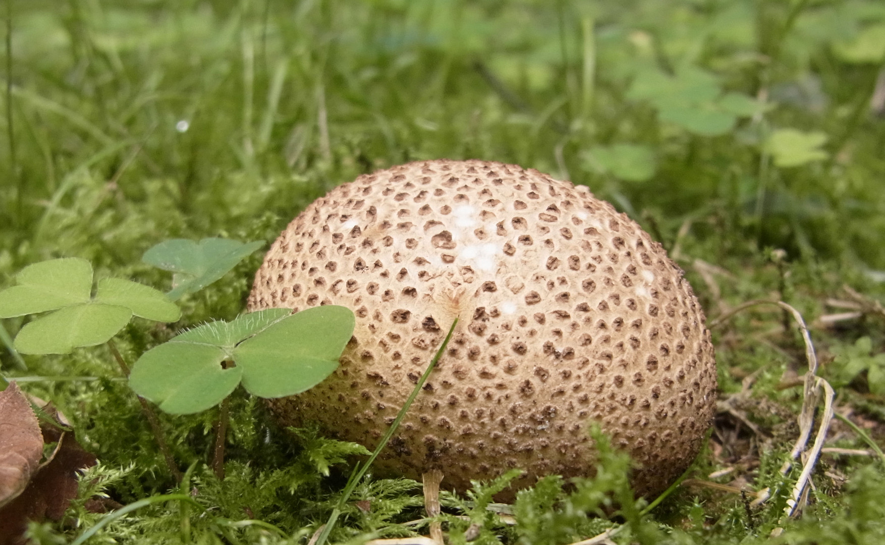 Bovist Die Pilz-Saison hat begonnen