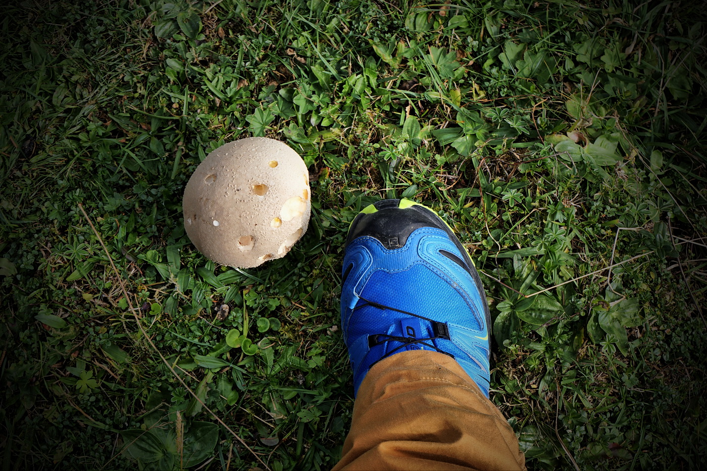 Bovist - Lycoperdales II