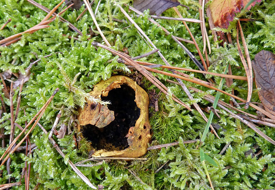 Bovist verteilt seine Sporen