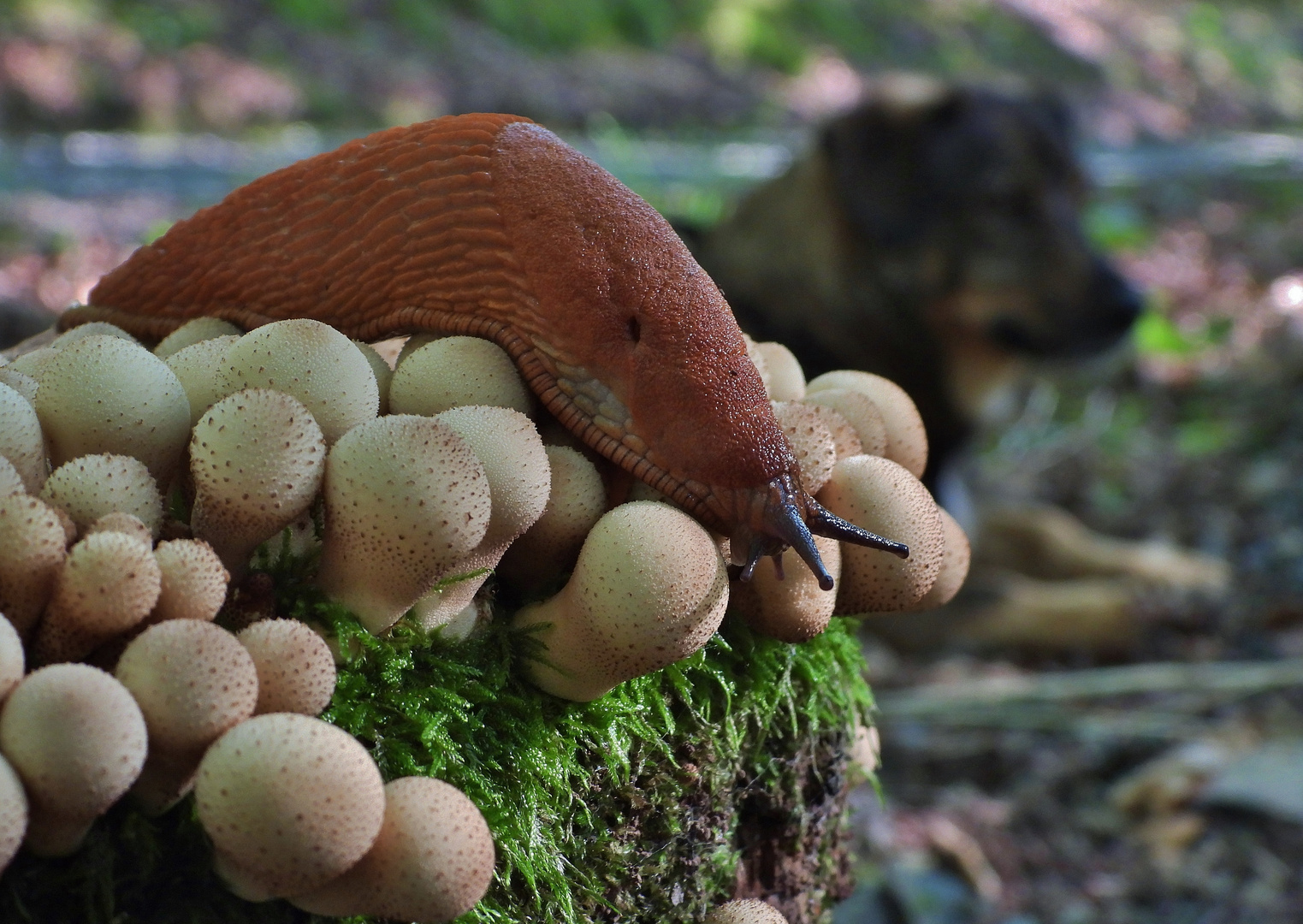 Bovist & Wegschnecke 