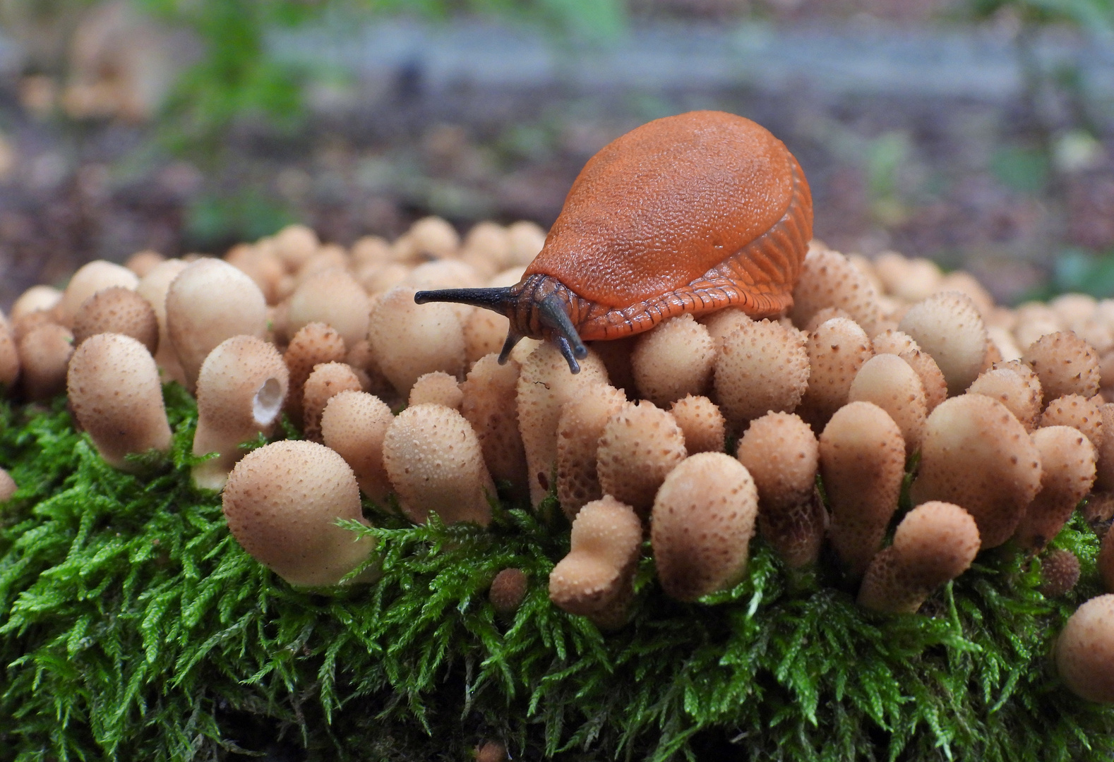 Bovist & Wegschnecke