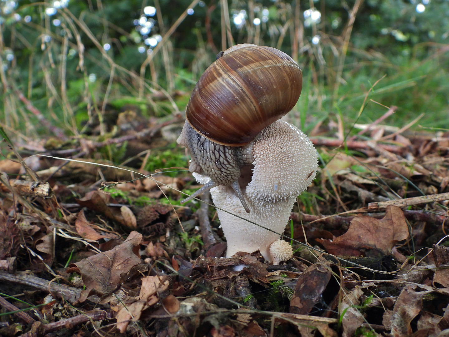 Bovist & Weinbergschnecke_01