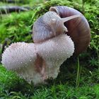 Bovist & Weinbergschnecke_02