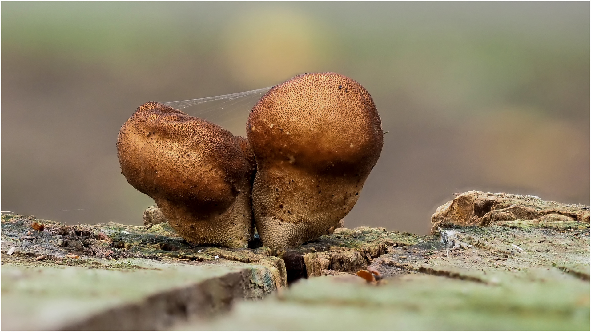 Bovisti delicti.. Foto & Bild pflanzen, pilze & flechten, pilze