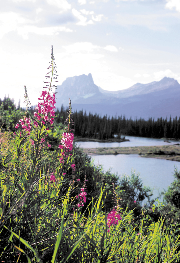 Bow River mit Mt. Eisenhower (Mt. Castle)