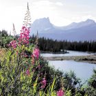 Bow River mit Mt. Eisenhower (Mt. Castle)