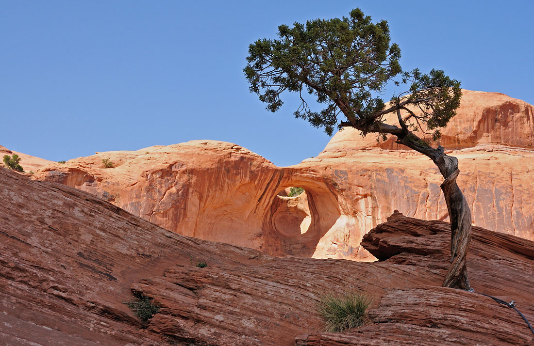 Bow Tie Arch