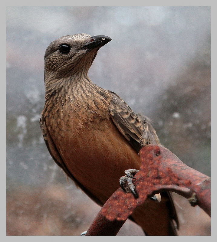 bower-bird