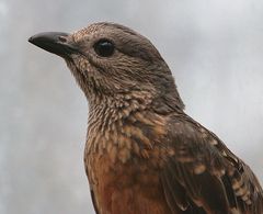 bower-bird