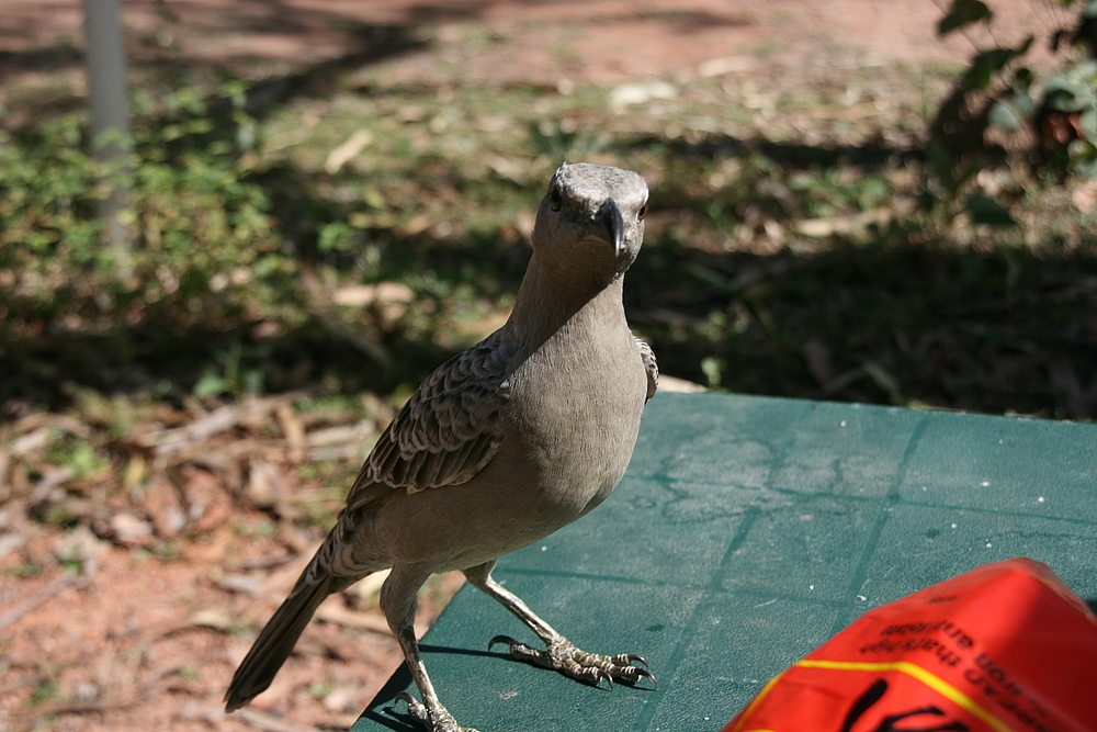 Bowerbird