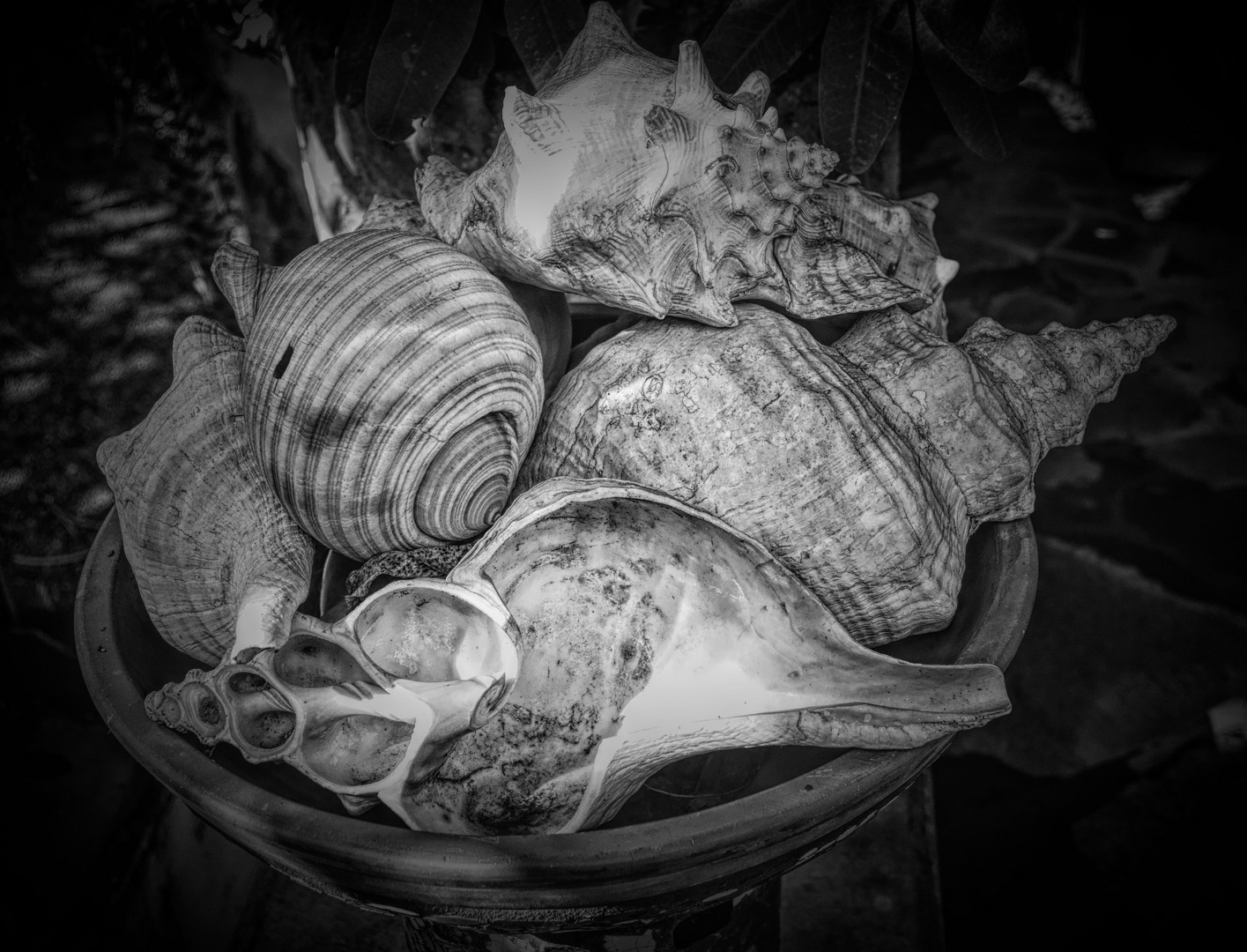 Bowl Full of Shells 3 2