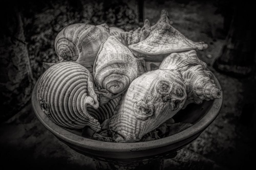 Bowl of Shells