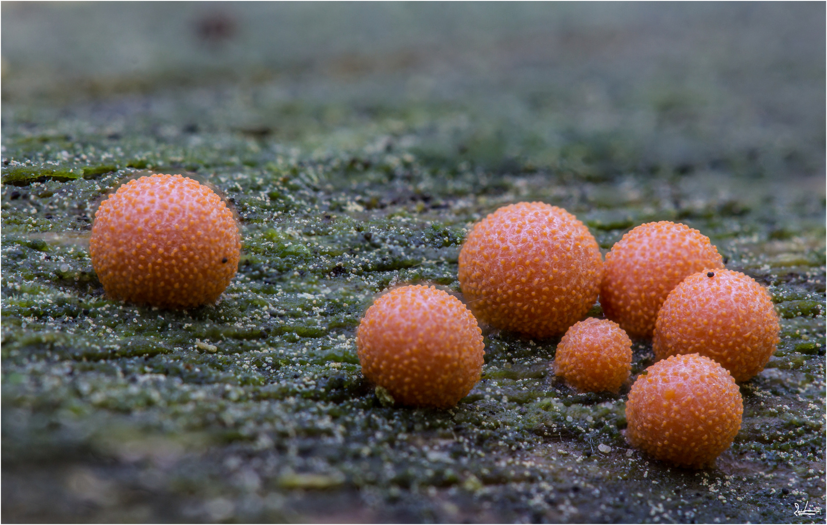 Bowling mit Lycogala epidendrum :-)