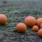 Bowling mit Lycogala epidendrum :-)